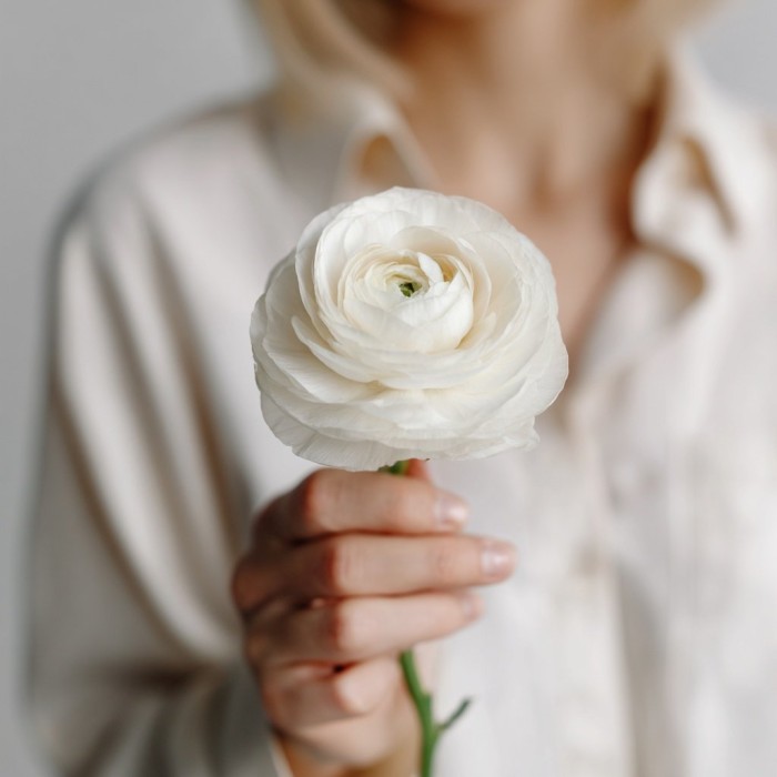 Ранункулюс белый 1 штука