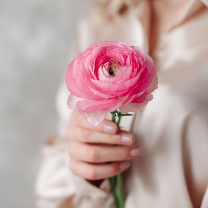 Ранункулюс ярко-розовый