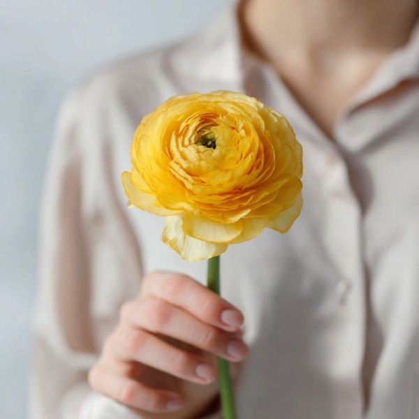 Ранункулюс желтый 1 штука