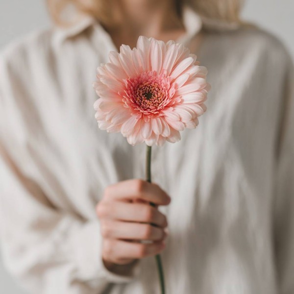 Розовая гербера 1 цветок