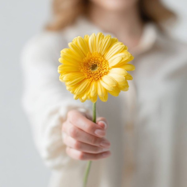 Желтая гербера 1 штука